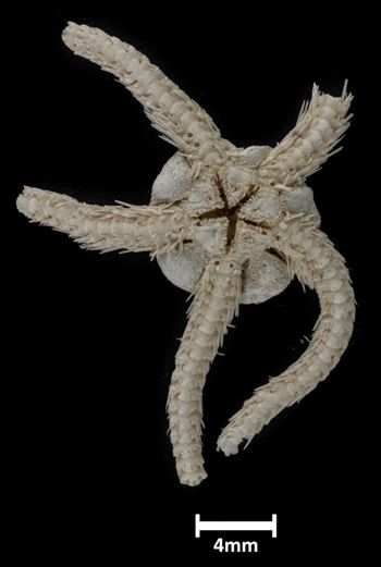 Media type: image;   Invertebrate Zoology OPH-167 Description: Bottom up view of single ophiuroid specimen with a scale bar.;  Aspect: ventral